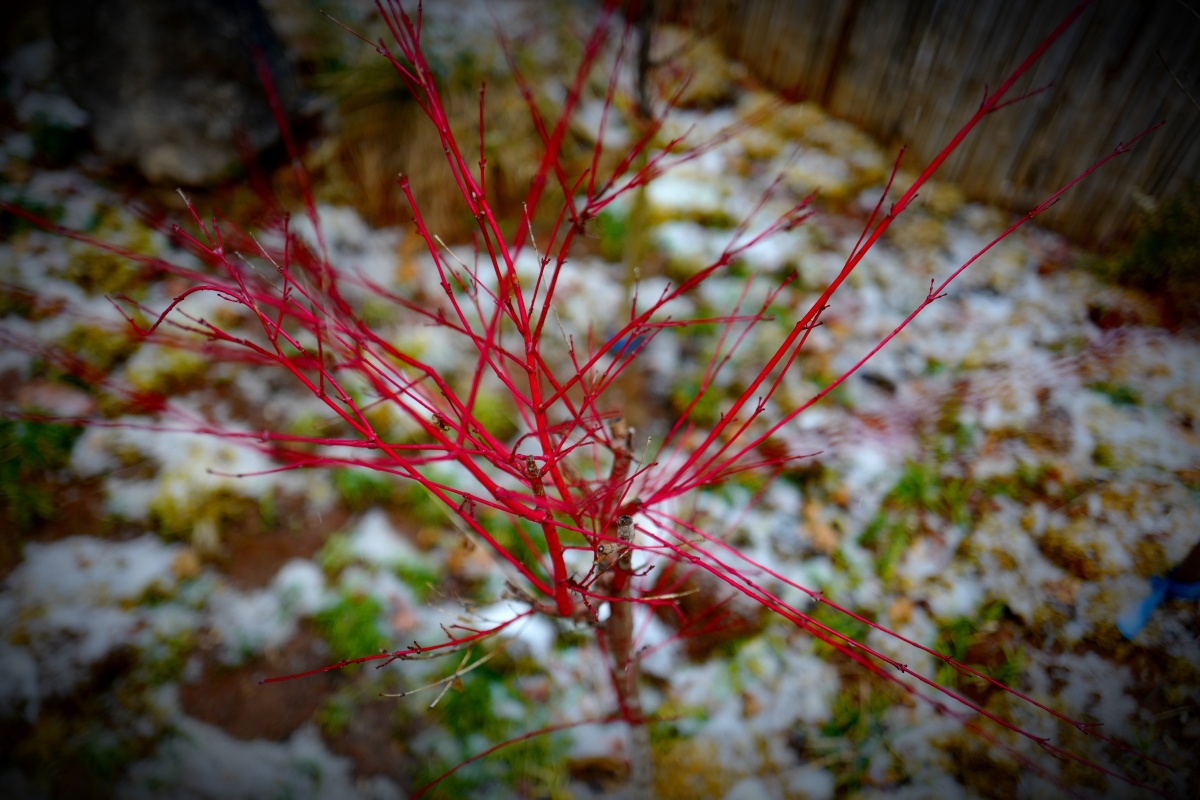 人计划枫树植物枫珊瑚阁冬1/119无砚映画2022年2月18日940关注日本枫
