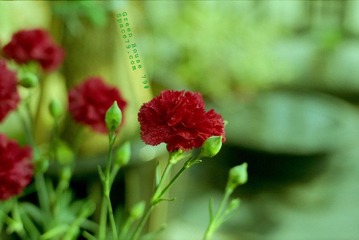 Scan-100412-0001