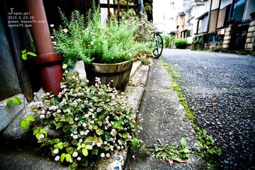 低处荼蘼