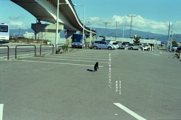 淡定与猫