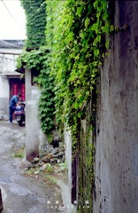 小巷绿影