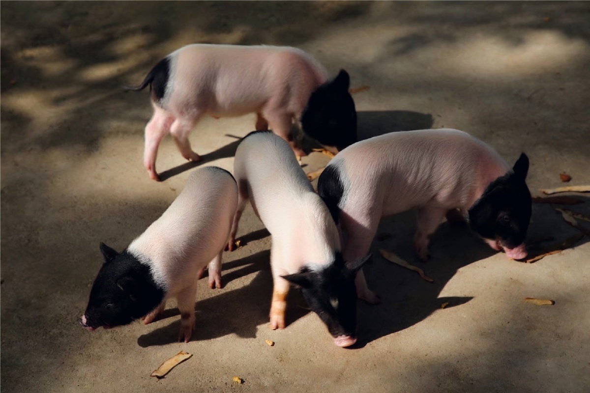 贵州省荔波县野生香猪