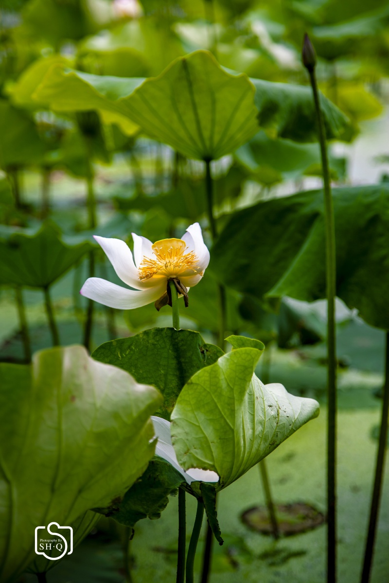 江南莲花开,红花覆碧水.