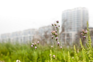 BinJiang_Project_63