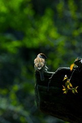 sparrow