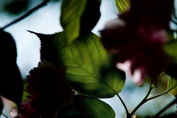 leaf light
