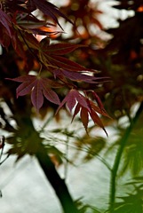 amalgamation