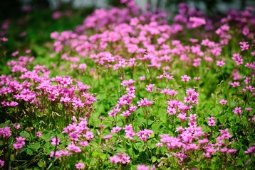 20100530-DSC_2675