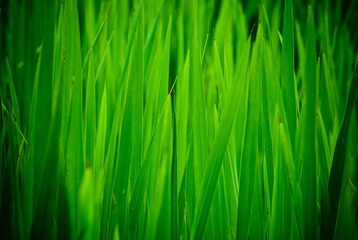 20100530-DSC_2672