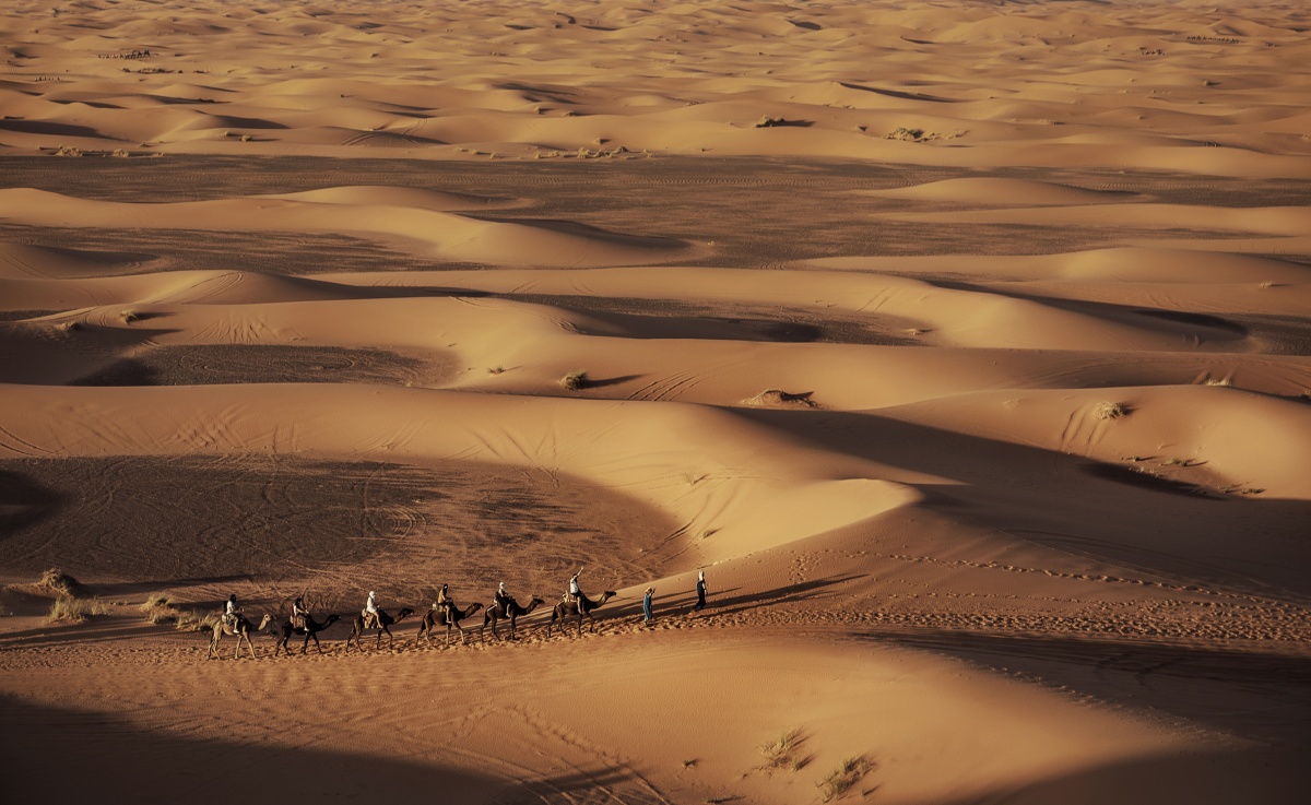 撒哈拉沙漠摄影胡杨牧风
