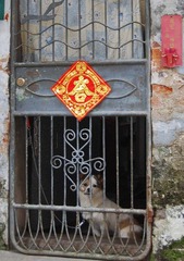 大吉大利dog