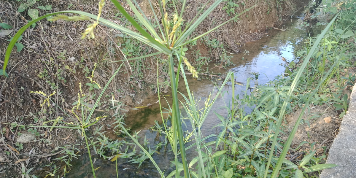 香附子也叫三棱草主治未老先衰偏正头疼