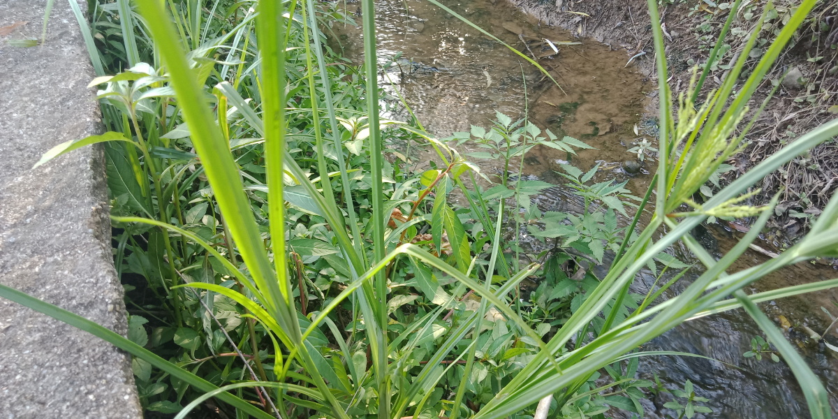 香附子也叫三棱草主治未老先衰偏正头疼