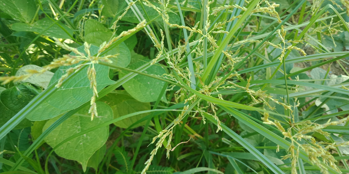 香附子也叫三棱草主治未老先衰偏正头疼