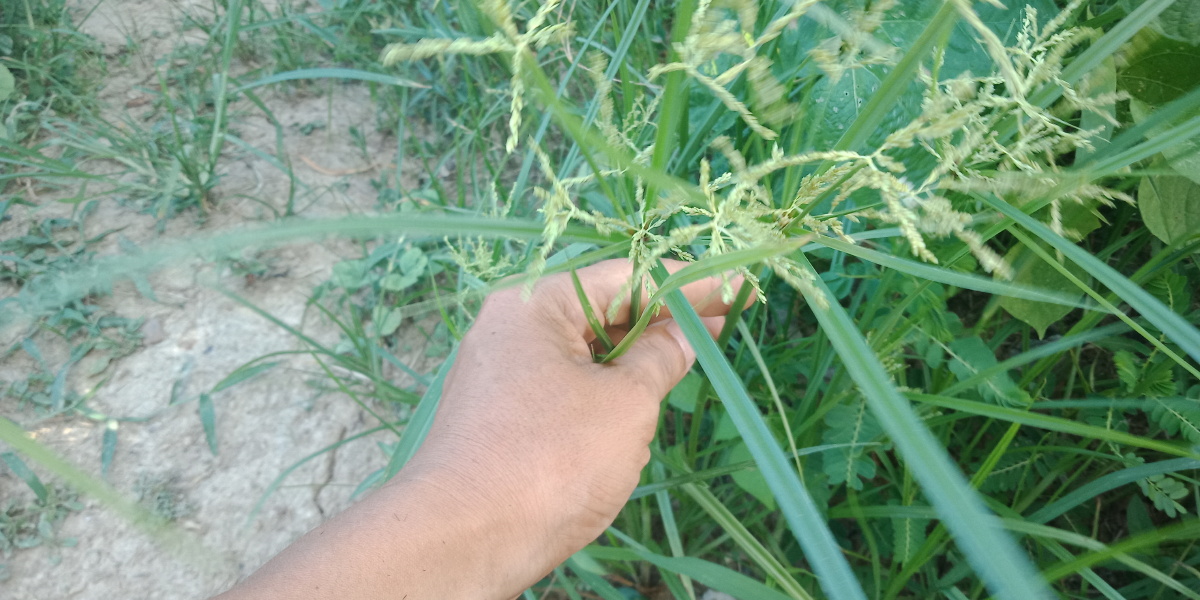 香附子也叫三棱草主治未老先衰偏正头疼