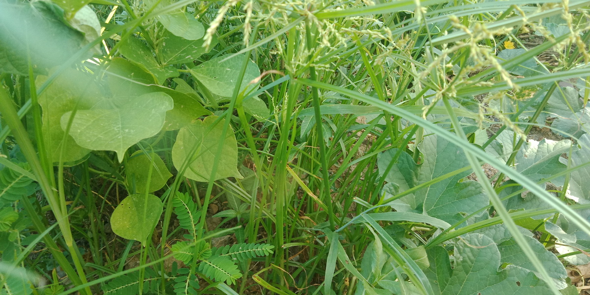 香附子也叫三棱草主治未老先衰偏正头疼