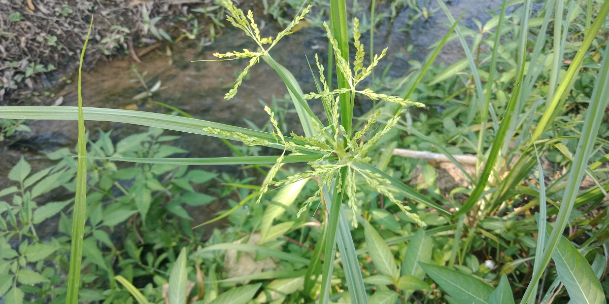 香附子也叫三棱草主治未老先衰偏正头疼