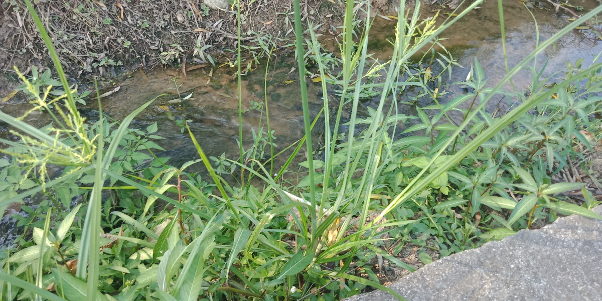 香附子也叫三棱草主治未老先衰偏正头疼