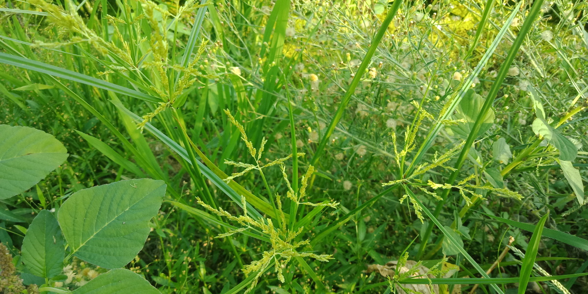 香附子也叫三棱草主治未老先衰偏正头疼