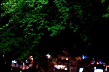 20100402-DSC09103-hangzhou