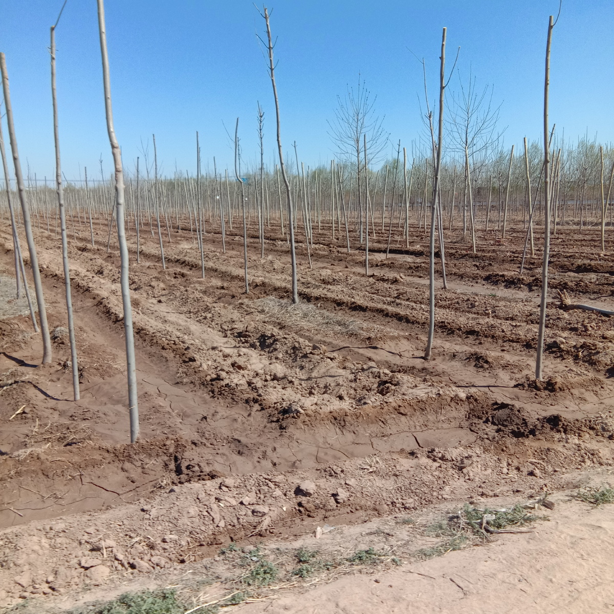 墨西哥鼠尾草苗木基地