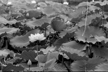 Scan-090727-0006