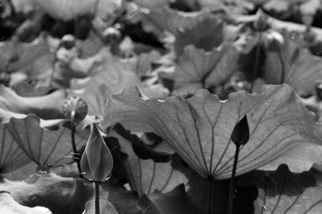 Scan-090727-0008