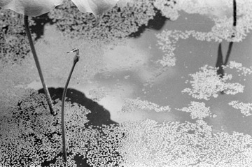 Scan-090728-0002