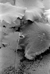 Scan-090728-0003