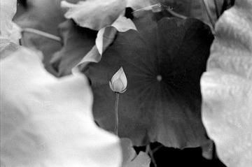 Scan-090728-0004