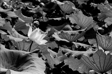 Scan-090728-0007
