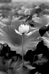 Scan-090728-0009