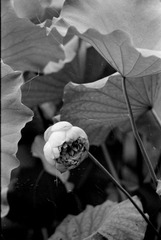Scan-090728-0011
