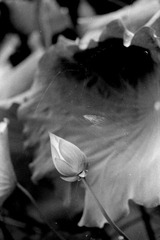 Scan-090728-0012