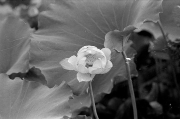 Scan-090728-0016