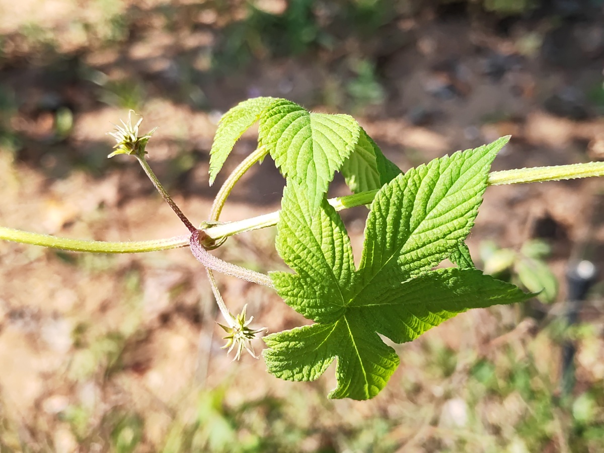 拉拉秧的仙鹤舞姿
