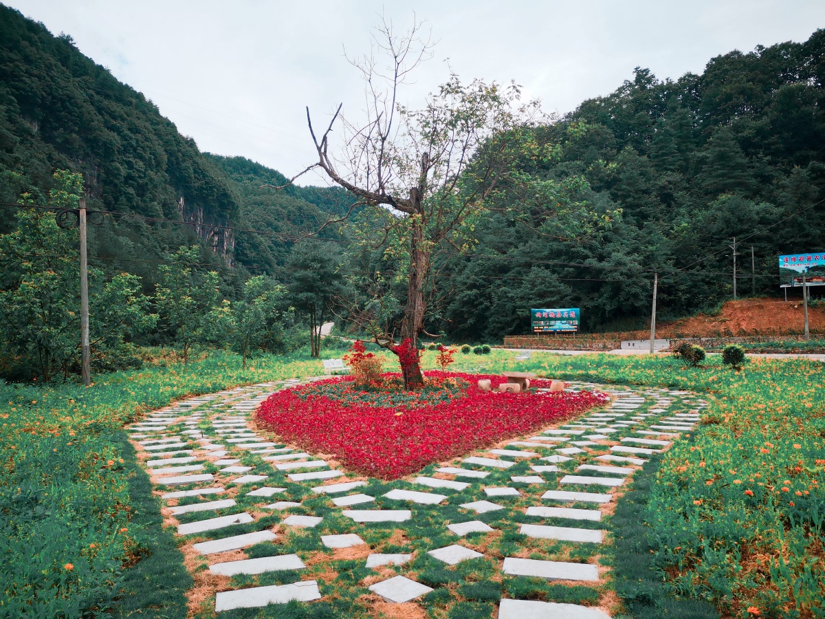 陪家人曾家山花千谷一日游
