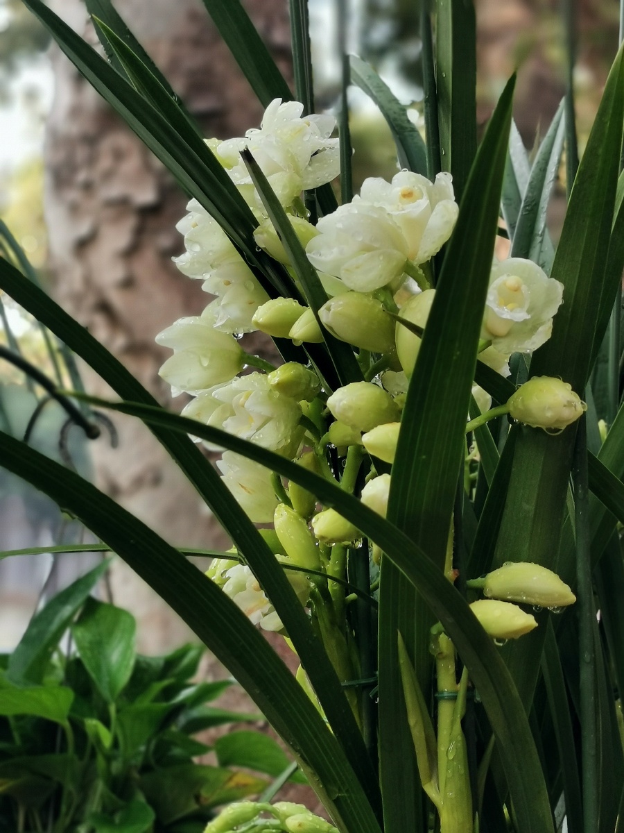 香雪兰晚玉踏香来人间舞一遭