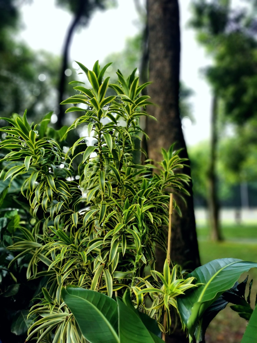 百合竹叶色殊雅潇洒飘逸
