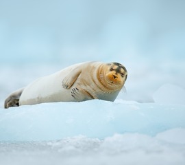 95087