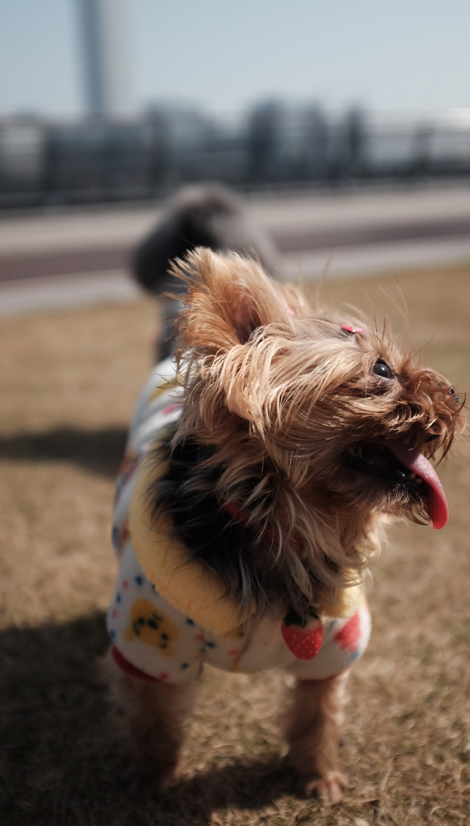 冬日的午后毛孩子们开心的晒太阳