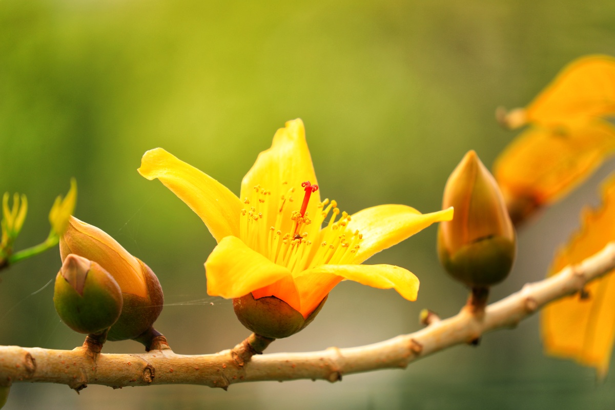 顺德大良勒流镇金木棉