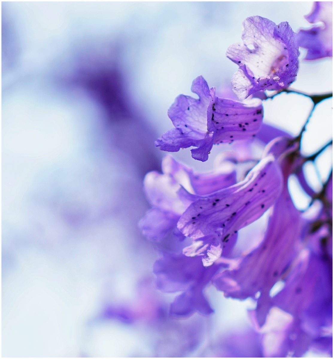 花植物模煳花的花园精致的花瓣蓝花楹1/159风停了树还在摇2021年5月5