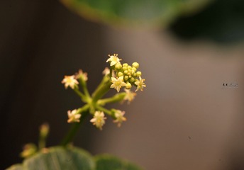 264451