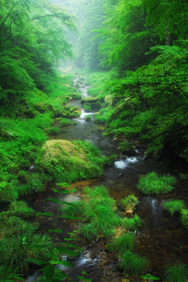 人间幽静处溪流深谷来