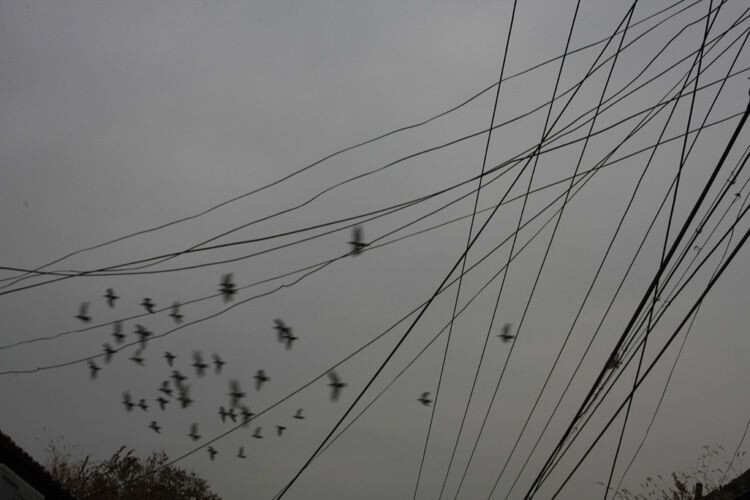 电线与鸽群