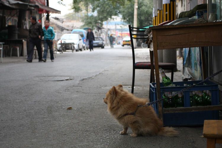 守望在胡同口杂货店的狗