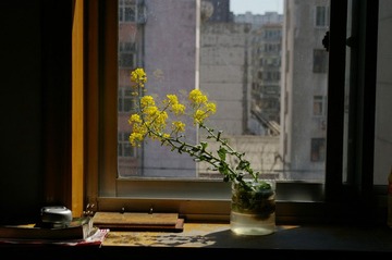 白菜花