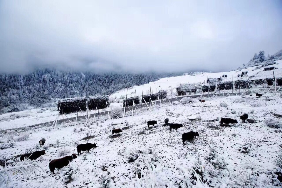 扎尕那雪景