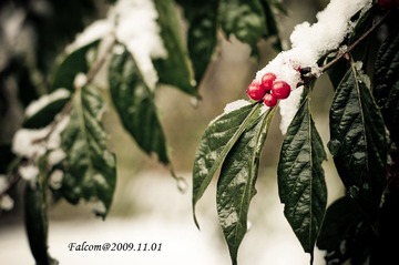IMGP2823-1